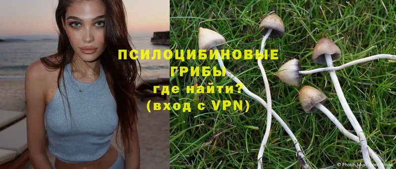 Галлюциногенные грибы Psilocybine cubensis  Звенигово 